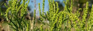 Auvergne Rhône-Alpes : attention à l'ambroisie, plante invasive qui provoque des allergies