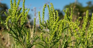 Auvergne Rhône-Alpes : attention à l'ambroisie, plante invasive qui provoque des allergies