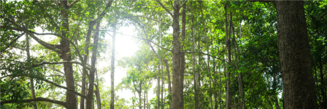 La pollution empêche les arbres de bien se nourrir