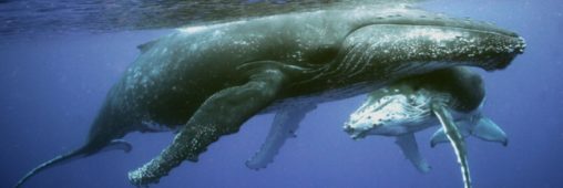 Le Japon tue 122 baleines en période de gestation