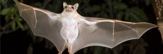 Éclairer la ville tout en respectant les chauves-souris