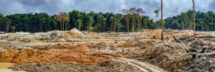 Déforestation : un terrain de foot perdu chaque seconde en 2017