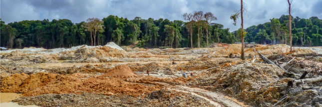 Déforestation : un terrain de foot perdu chaque seconde en 2017