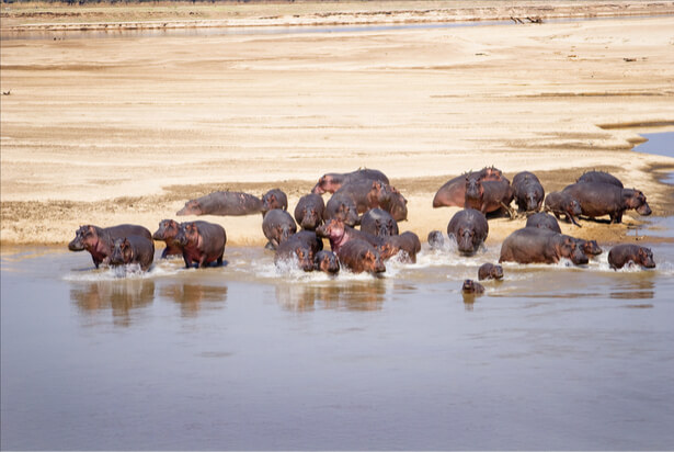 hippopotames zambie