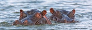 Une carte blanche pour les chasseurs de trophées d'hippopotames en Zambie !