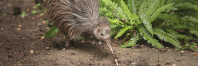 kiwis