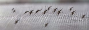 Sondage - Quelles protections anti-moustiques utilisez-vous ?