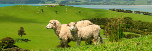 La Nouvelle-Zélande met au point une génération de moutons plus ‘propres’