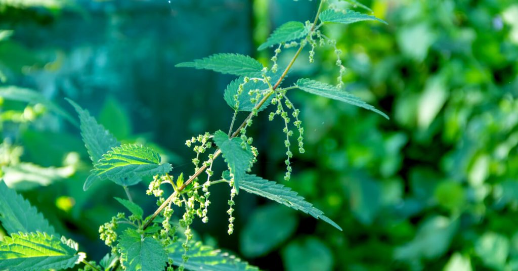 Jardinage bio : utilisez les orties, utiles de bien des manières !