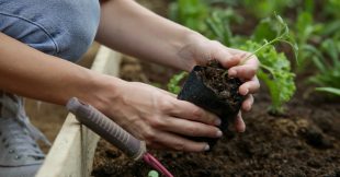 La synergie végétale et humaine en permaculture La synergie végétale et humaine en permaculture