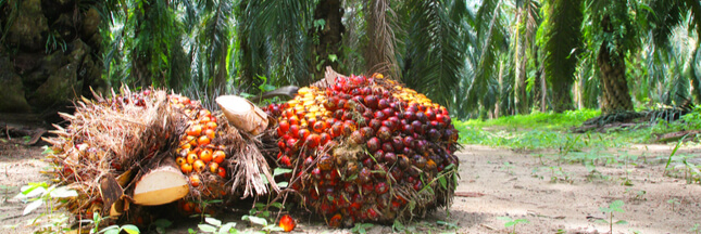 Pourquoi est-ce si difficile de se passer d’huile de palme ?