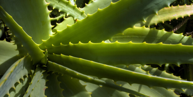 Aloe vera