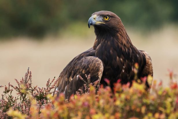 animaux sauvages