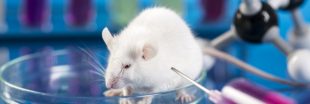 Pourquoi faut-il réhabiliter les animaux de laboratoire ? Interview de Marie-Françoise Lheureux