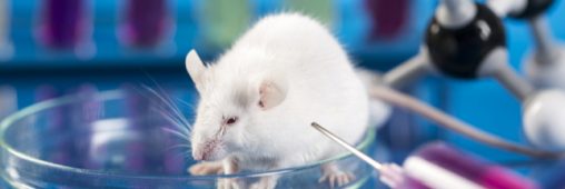 Pourquoi faut-il réhabiliter les animaux de laboratoire ? Interview de Marie-Françoise Lheureux