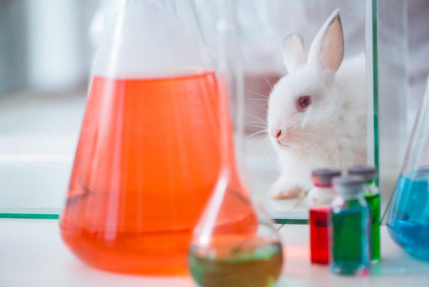 réhabiliter animaux laboratoire