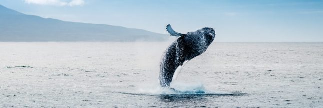 L’Islande accueillera le premier sanctuaire au monde pour les cétacés qui ont souffert en captivité