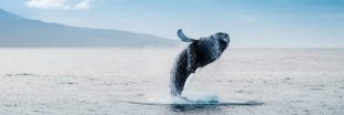 L'Islande accueillera le premier sanctuaire au monde pour les cétacés qui ont souffert en captivité L'Islande accueillera le premier sanctuaire au monde pour les cétacés qui ont souffert en captivité