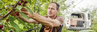 Recrudescence des vols de cerises dans les vergers