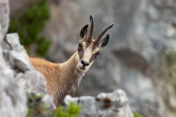 animaux sauvages