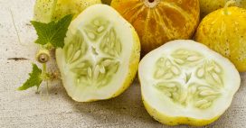 Les légumes oubliés : le concombre lemon