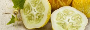 Les légumes oubliés : le concombre lemon