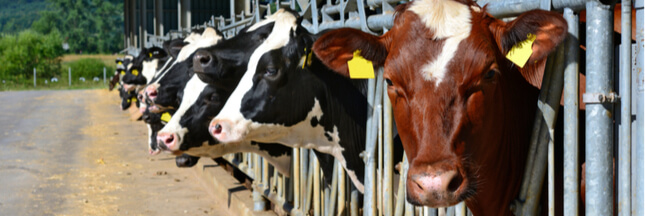 Quand la viande et le lait polluent plus que le pétrole...