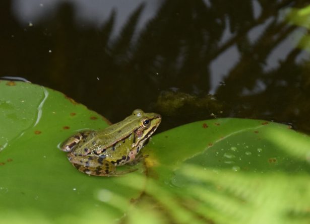 faire un bassin naturel sans bache