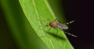 Faire soi-même une huile anti-moustique pour des belles soirées sous les étoiles Faire soi-même une huile anti-moustique pour des belles soirées sous les étoiles