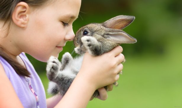 RISAVR - Les besoins du lapin domestique