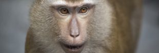 Expérimentation animale : y a-t-il une retraite pour les singes de laboratoire ? Expérimentation animale : y a-t-il une retraite pour les singes de laboratoire ?