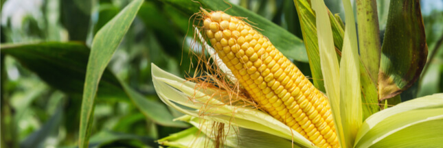 Du maïs OGM cultivé illégalement en Belgique ?
