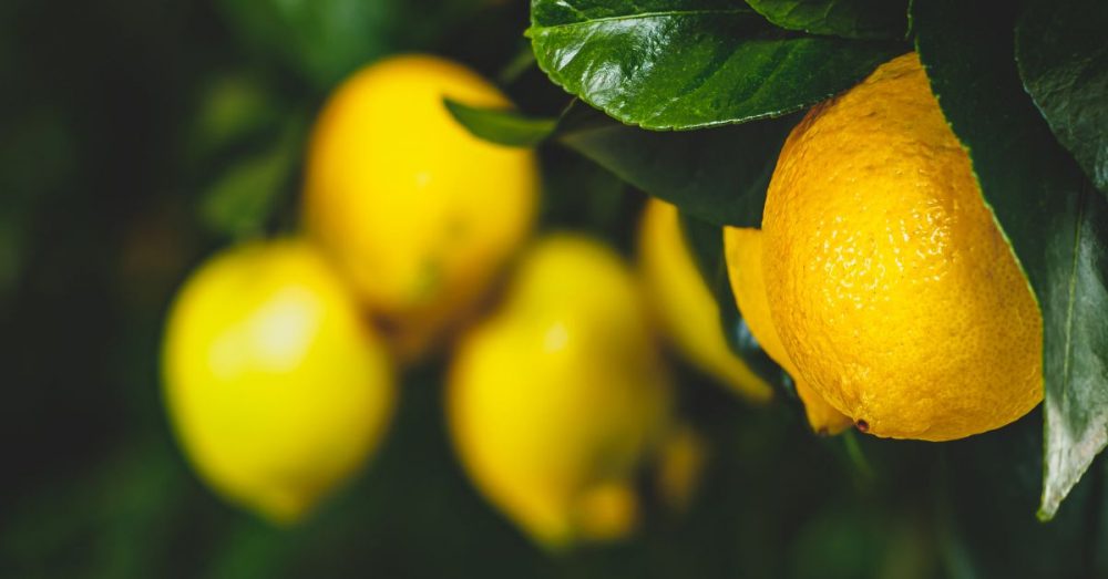 5 plantes dépolluantes pour purifier sa chambre