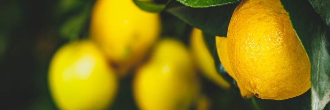 Semer des pépins d'agrumes