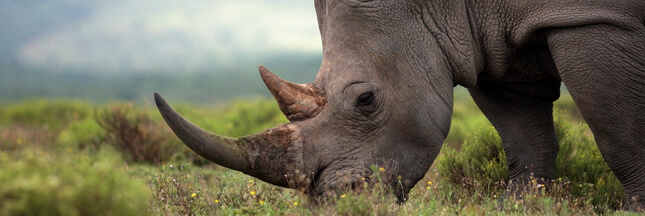 Tragédie au Kenya : des rhinocéros noirs meurent suite à leur transfert