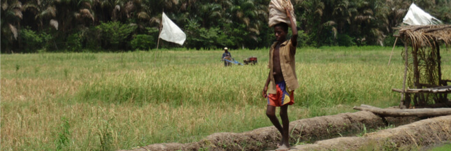 Le berceau du riz se trouve en Afrique de l’Ouest