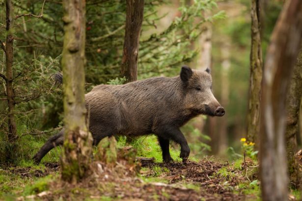 animaux rares et exceptionnels