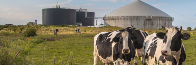 Non, l’énergie verte n’est pas forcément végan