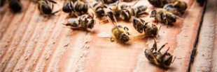 Cinq néonicotinoïdes interdits pour sauver les abeilles