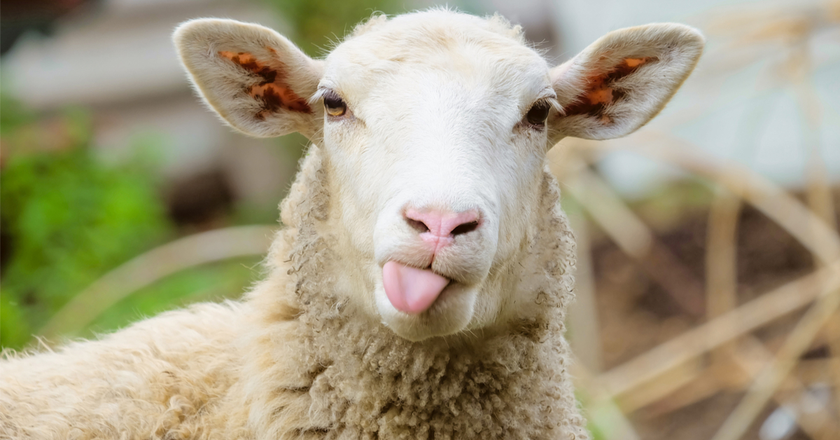 Ces musulmans qui fêtent l'Aïd-El-Kebir sans sacrifier de mouton