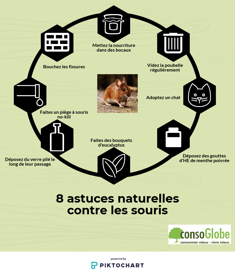 Répulsif souris : 8 astuces naturelles contre les souris dans la maison