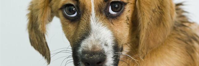 Maltraitance des animaux : ça bouge en France et au Royaume-Uni