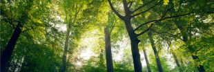 Il y a davantage d'arbres sur terre qu'il y a 35 ans