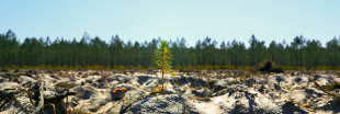 Sélection film - 'Le temps des forêts' : documentaire édifiant sur l'état de nos forêts !