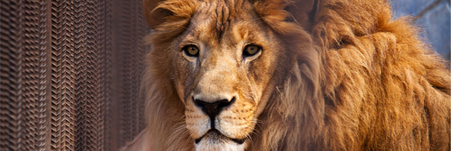 L’Afrique du Sud double ses exportations légales d’os de lions vers l’Asie !