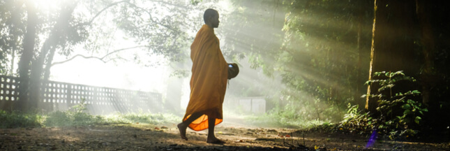 L’idée originale des moines thaïlandais pour lutter contre la déforestation