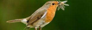 Les oiseaux consomment autant d'insectes que les humains mangent de viande et de poisson ! Les oiseaux consomment autant d'insectes que les humains mangent de viande et de poisson !