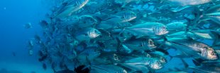 Émissions de CO2 : l'acidification des océans altère l'odorat des poissons
