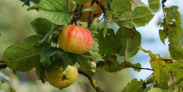 pomme à cidre 