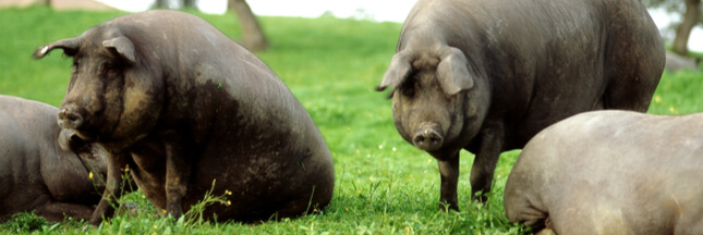 L'Espagne compte désormais plus de porcs que d'habitants